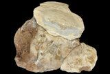 Mosasaur (Platecarpus) Vertebra - Kansas #121984-1